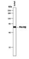 KAP1 antibody, PA5-47592, Invitrogen Antibodies, Western Blot image 