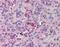 Thrombopoietin antibody, orb86980, Biorbyt, Immunohistochemistry paraffin image 
