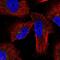 PKR2 antibody, NBP2-38399, Novus Biologicals, Immunofluorescence image 