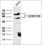 Coiled-Coil Domain Containing 125 antibody, orb2329, Biorbyt, Western Blot image 