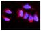 Synaptopodin antibody, A03154-1, Boster Biological Technology, Immunofluorescence image 