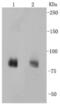 Pan-Maguk antibody, NBP2-67322, Novus Biologicals, Western Blot image 