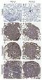 Programmed Cell Death 1 Ligand 2 antibody, NBP1-76770, Novus Biologicals, Immunohistochemistry paraffin image 