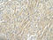 Ribosomal Protein S29 antibody, ARP40329_T100, Aviva Systems Biology, Immunohistochemistry frozen image 