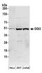 DNA Damage Inducible 1 Homolog 2 antibody, A304-629A, Bethyl Labs, Western Blot image 