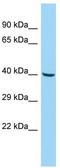 Solute Carrier Family 35 Member G3 antibody, TA334400, Origene, Western Blot image 