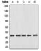 Gap Junction Protein Alpha 1 antibody, orb360716, Biorbyt, Western Blot image 