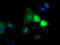 Atrial natriuretic peptide receptor 3 antibody, TA501080, Origene, Immunofluorescence image 