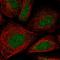 Zinc Finger Protein 181 antibody, HPA062305, Atlas Antibodies, Immunofluorescence image 