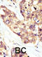 Docking Protein 5 antibody, abx033624, Abbexa, Immunohistochemistry paraffin image 