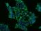 Pep antibody, 200168-T02, Sino Biological, Immunohistochemistry frozen image 