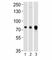 Maternal Embryonic Leucine Zipper Kinase antibody, F53198-0.4ML, NSJ Bioreagents, Western Blot image 