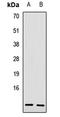 PI3 antibody, LS-C667779, Lifespan Biosciences, Western Blot image 