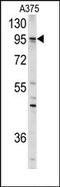 AXL Receptor Tyrosine Kinase antibody, AP14270PU-N, Origene, Western Blot image 