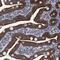 Mitochondrial Ribosomal Protein L28 antibody, NBP1-82805, Novus Biologicals, Immunohistochemistry paraffin image 