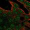 ARA antibody, HPA038105, Atlas Antibodies, Immunofluorescence image 
