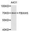 F-Box And WD Repeat Domain Containing 5 antibody, STJ111668, St John