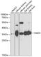 Hydroxyacyl-coenzyme A dehydrogenase, mitochondrial antibody, GTX32641, GeneTex, Western Blot image 