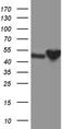 Cytokine Receptor Like Factor 3 antibody, CF812349, Origene, Western Blot image 