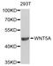 Protein Wnt-5a antibody, STJ26118, St John