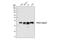 Protein Phosphatase 2 Catalytic Subunit Alpha antibody, 2038S, Cell Signaling Technology, Western Blot image 