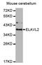 ELAV-like protein 2 antibody, orb373307, Biorbyt, Western Blot image 