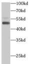 Phosphatidylinositol-3,4,5-trisphosphate 3-phosphatase and dual-specificity protein phosphatase PTEN antibody, FNab06912, FineTest, Western Blot image 
