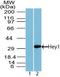 Hairy/enhancer-of-split related with YRPW motif protein 1 antibody, TA337140, Origene, Western Blot image 