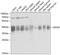 Eukaryotic translation initiation factor 3 subunit M antibody, 19-365, ProSci, Western Blot image 