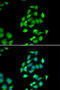 Cysteine desulfurase, mitochondrial antibody, 14-964, ProSci, Immunofluorescence image 