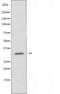 cN1A antibody, orb226499, Biorbyt, Western Blot image 