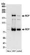RAB11 Family Interacting Protein 1 antibody, A304-596A, Bethyl Labs, Western Blot image 