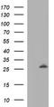MAC2 antibody, TA506401AM, Origene, Western Blot image 