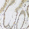 Methyltransferase Like 7A antibody, 23-458, ProSci, Immunohistochemistry frozen image 