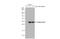 Adiponectin, C1Q And Collagen Domain Containing antibody, GTX112777, GeneTex, Western Blot image 