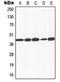 Galactokinase antibody, LS-C352231, Lifespan Biosciences, Western Blot image 