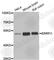 MIG-6 antibody, A4779, ABclonal Technology, Western Blot image 