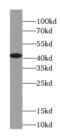 OXA1L Mitochondrial Inner Membrane Protein antibody, FNab06049, FineTest, Western Blot image 