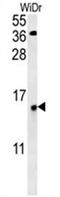 KxDL Motif Containing 1 antibody, AP50516PU-N, Origene, Western Blot image 