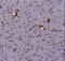 GFAP antibody, NB300-141, Novus Biologicals, Immunohistochemistry paraffin image 