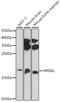 Neuritin 1 Like antibody, A18619, Boster Biological Technology, Western Blot image 