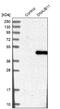 DnaJ Heat Shock Protein Family (Hsp40) Member B11 antibody, NBP1-84900, Novus Biologicals, Western Blot image 