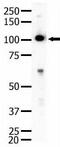 Sek1 antibody, ab5396, Abcam, Western Blot image 