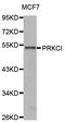 Protein Kinase C Iota antibody, LS-C331033, Lifespan Biosciences, Western Blot image 