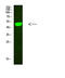 Complement C1r Subcomponent Like antibody, A10694, Boster Biological Technology, Western Blot image 