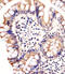 Caspase Recruitment Domain Family Member 6 antibody, 63-757, ProSci, Immunohistochemistry paraffin image 