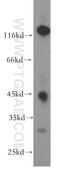 NAD-dependent deacetylase sirtuin-7 antibody, 12994-1-AP, Proteintech Group, Western Blot image 