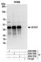 Ubiquitin carboxyl-terminal hydrolase isozyme L5 antibody, A304-099A, Bethyl Labs, Immunoprecipitation image 