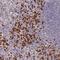 Neutrophil cytosol factor 4 antibody, HPA036156, Atlas Antibodies, Immunohistochemistry frozen image 