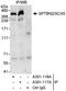 Spectrin Beta, Non-Erythrocytic 2 antibody, A301-116A, Bethyl Labs, Immunoprecipitation image 